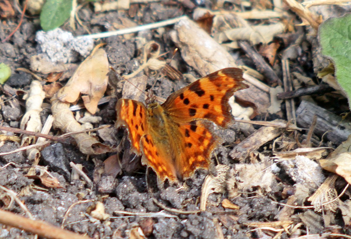 MorvienR's tweet photo. I just counted 36 butterflies in the Big #ButterflyCount. Help @SaveButterflies & join in https://t.co/4N07KjYe8b #ButterflyCount including red admiral and comma @Team4Nature @Britnatureguide @WildlifeTrusts @WildlifeMag @BBCSpringwatch @NatureUK @Natures_Voice @britbutterflies https://t.co/FRPLKLFowC