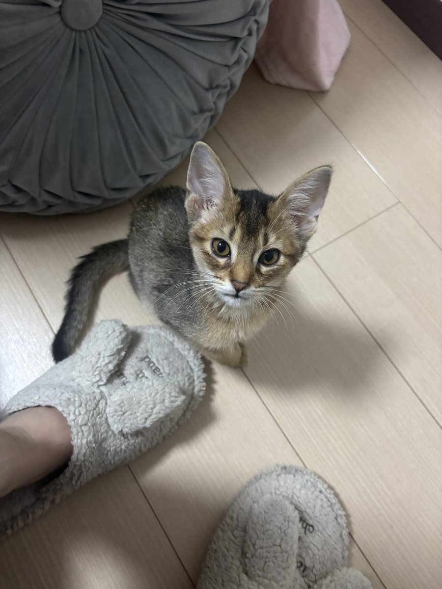 happyzarame's tweet photo. 🐱飼ったわ〜 https://t.co/Gax2Fd6eCQ