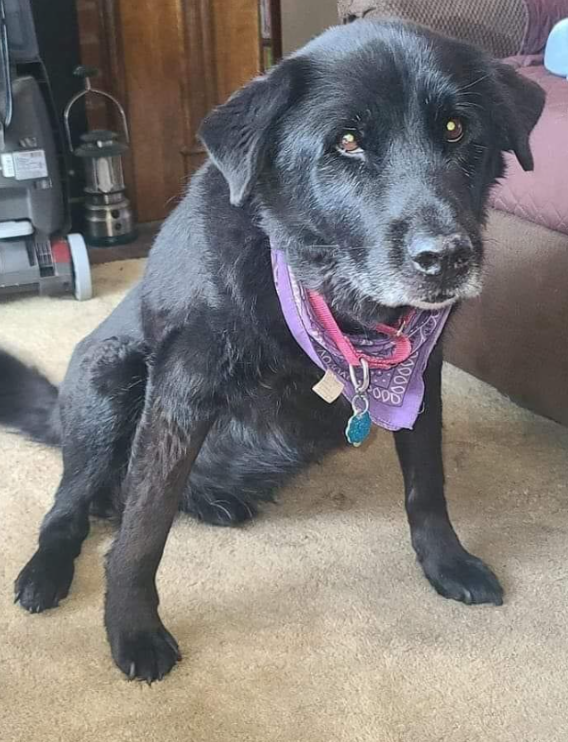 BestinDogs's tweet photo. Hi, I'm old, I've been waiting all day but nobody even said hello to me... https://t.co/3p2fZKNw39