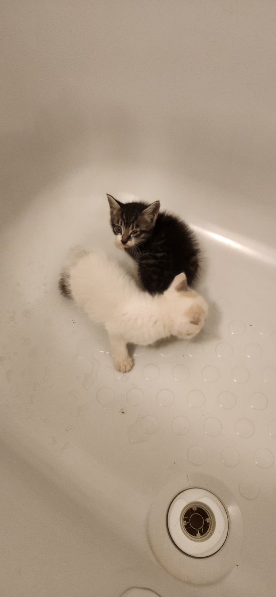 superbalancer's tweet photo. 人生で初めて子猫保護したw

工場近くの農道で、もう暗いのに道路で2匹うずくまってるから、その内ぺしゃんこになる前にボウルでゲットw

とりあえずドラッグストアで急いで餌買ってくるぞ～🔥 https://t.co/3ruDz9A6LV