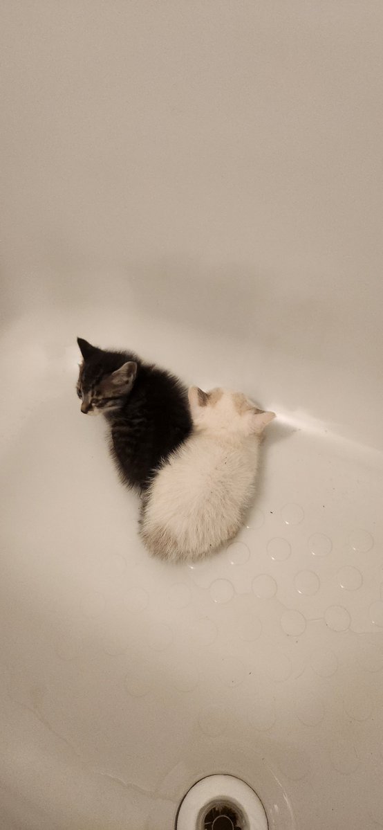 superbalancer's tweet photo. 人生で初めて子猫保護したw

工場近くの農道で、もう暗いのに道路で2匹うずくまってるから、その内ぺしゃんこになる前にボウルでゲットw

とりあえずドラッグストアで急いで餌買ってくるぞ～🔥 https://t.co/3ruDz9A6LV