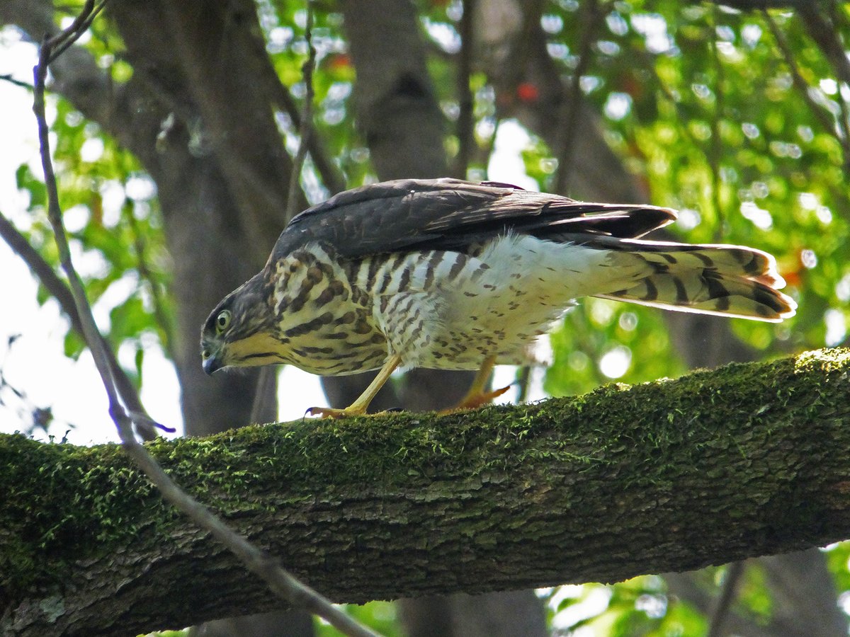 Frank16384's tweet photo. ツミの幼鳥のおしり

#ツミ #ケツ曜日 #JapaneseSparrowhawk https://t.co/pUWyLSMM2M
