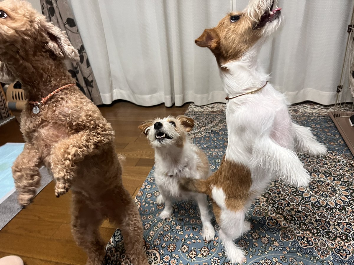 YurieFukuda's tweet photo. 兄が家族連れて出張に行ってるのでココちゃん預かっております！
おかげで家の中賑やか🐶🐶🐶

テンちゃんだけがずっと座っている😂 https://t.co/7PgzAYw7i2