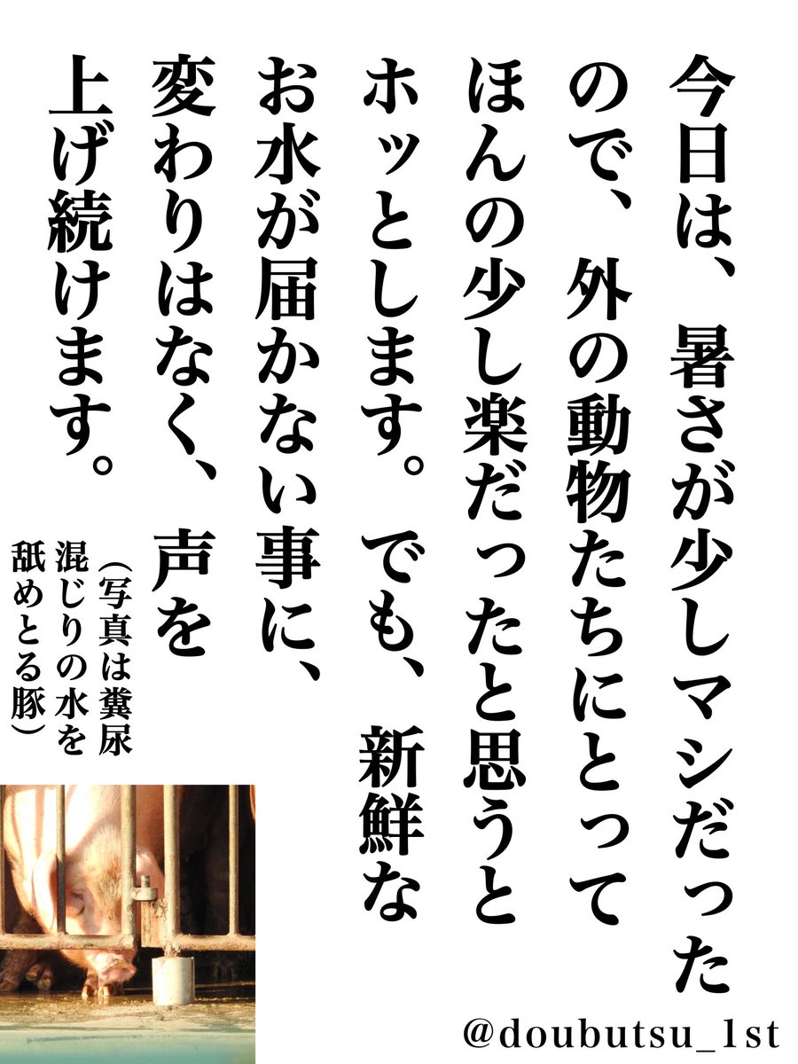 doubutsu_1st's tweet photo. 🐷🐱畜産動物たちも、野良猫も、暑い夏でも新鮮なお水が届かない事が多いです。

この暑さで、水すら飲めないことは、どれほど苦しいでしょうか🥲

動物への想いを、広めることしか出来ないですが、動物たちにとって少しでも生きやすい世界に、近づけられますように

人間だけが、それを実現できます https://t.co/nNd3KbEe5u