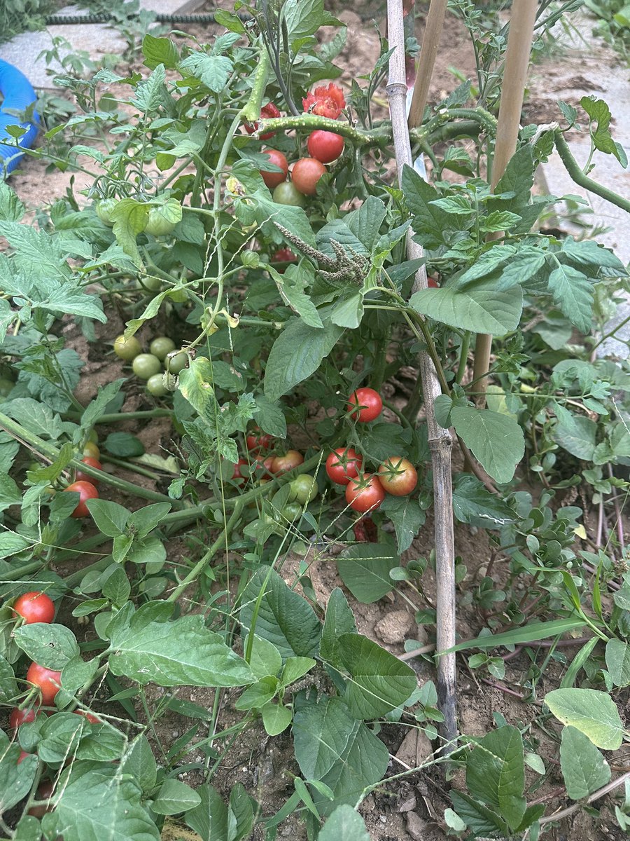 BennyYunb's tweet photo. farming in the age of AI https://t.co/42oK3849B1
