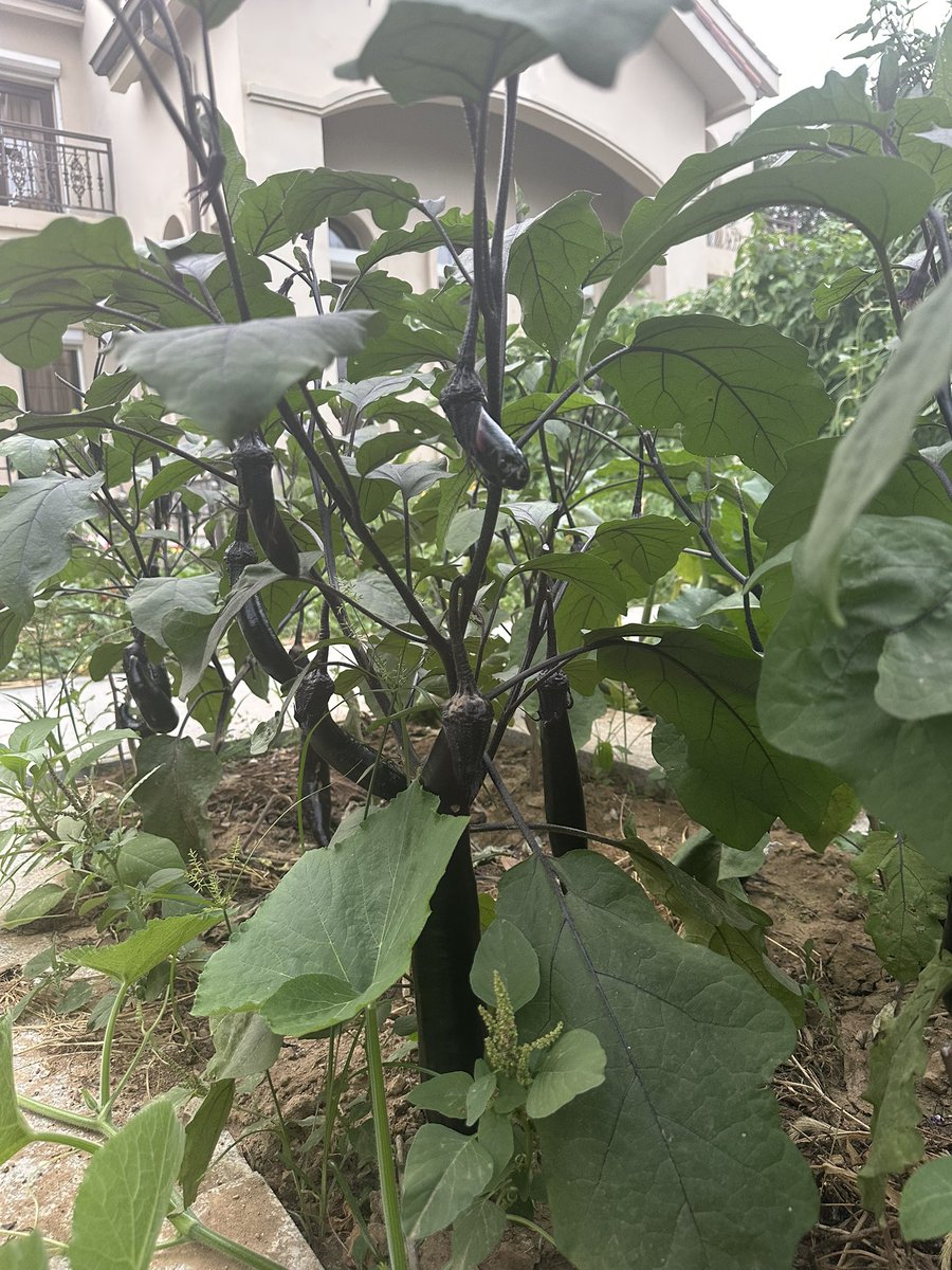 BennyYunb's tweet photo. farming in the age of AI https://t.co/42oK3849B1