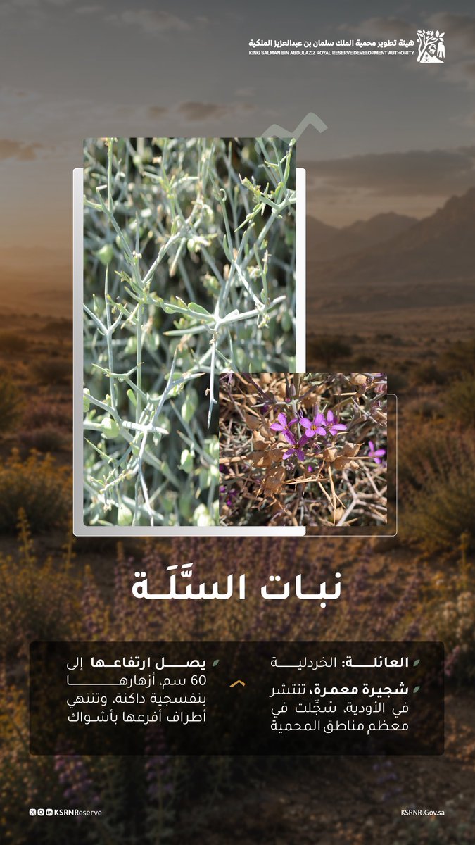 KSRNReserve's tweet photo. نبات السلّة يزيّن محمية الملك سلمان بن عبدالعزيز الملكية بلونه المزهر https://t.co/N0yOkjufeF