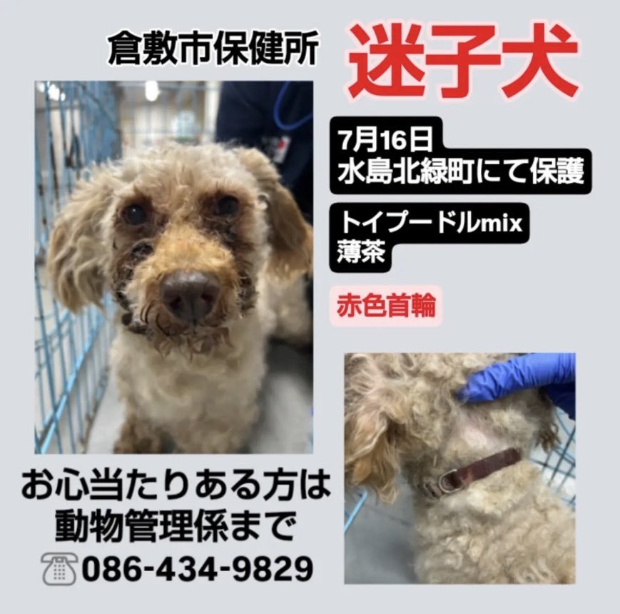 lharmonie2424's tweet photo. 倉敷市保健所で保護している迷子さんです
ご家族の方お迎えをお願いします🙇

7/16  水島北緑町にて保護
トイプードルmix
薄茶
赤色首輪

ご連絡は保健所　動物管理係まで
☎️086-434-9829 https://t.co/2KhkMxvfNz