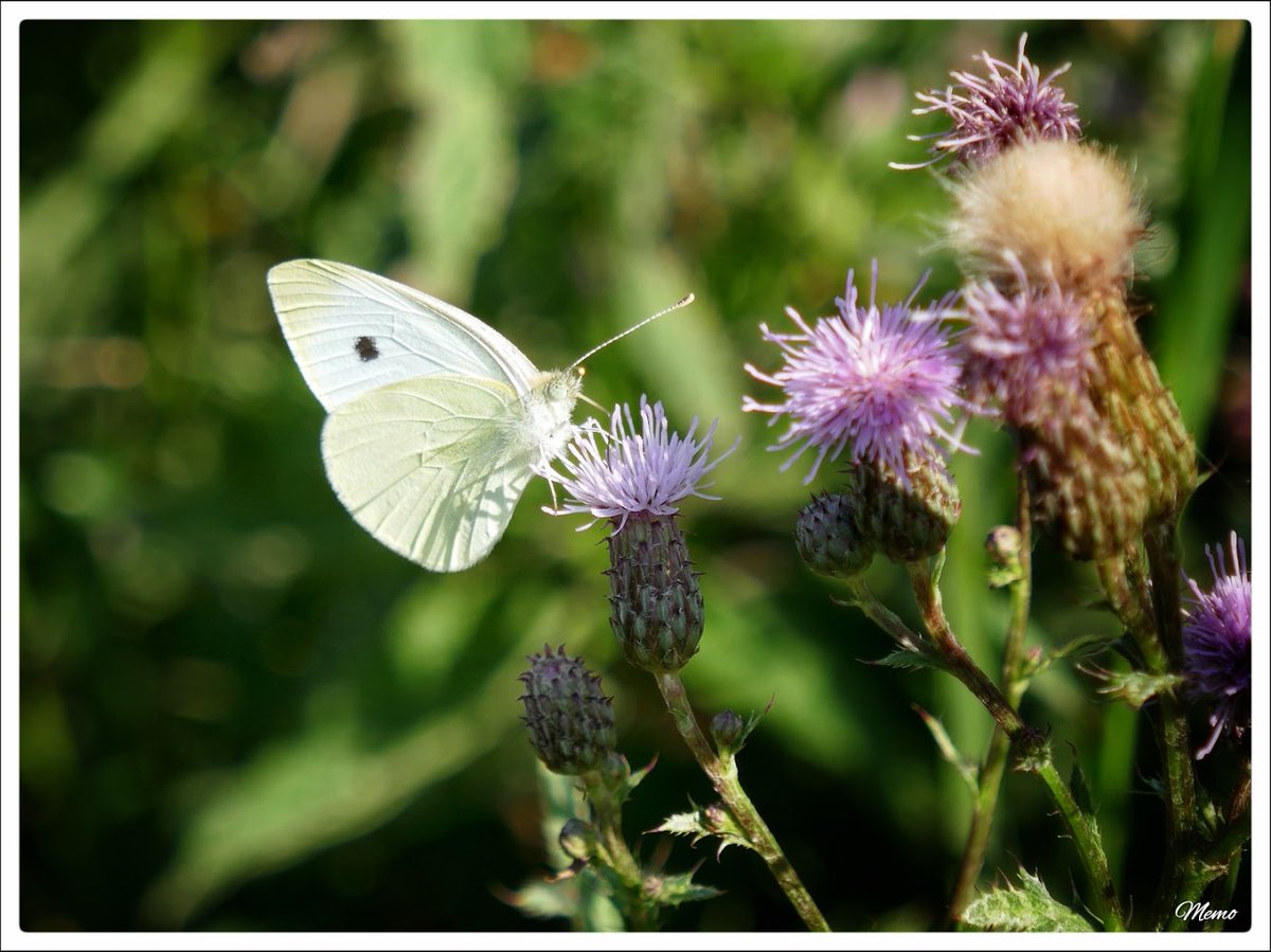Memo_Barlow's tweet photo. ≪ Schönheit am Wegesrand ≫

Nahaufnahme eines Weißlings auf den violetten Blüten einer Distel.

#photography #fotografie #foto #photo #postprocessed #myphoto #mywork #ownwork #nature #natur #umwelt https://t.co/Ervbq7LyyK