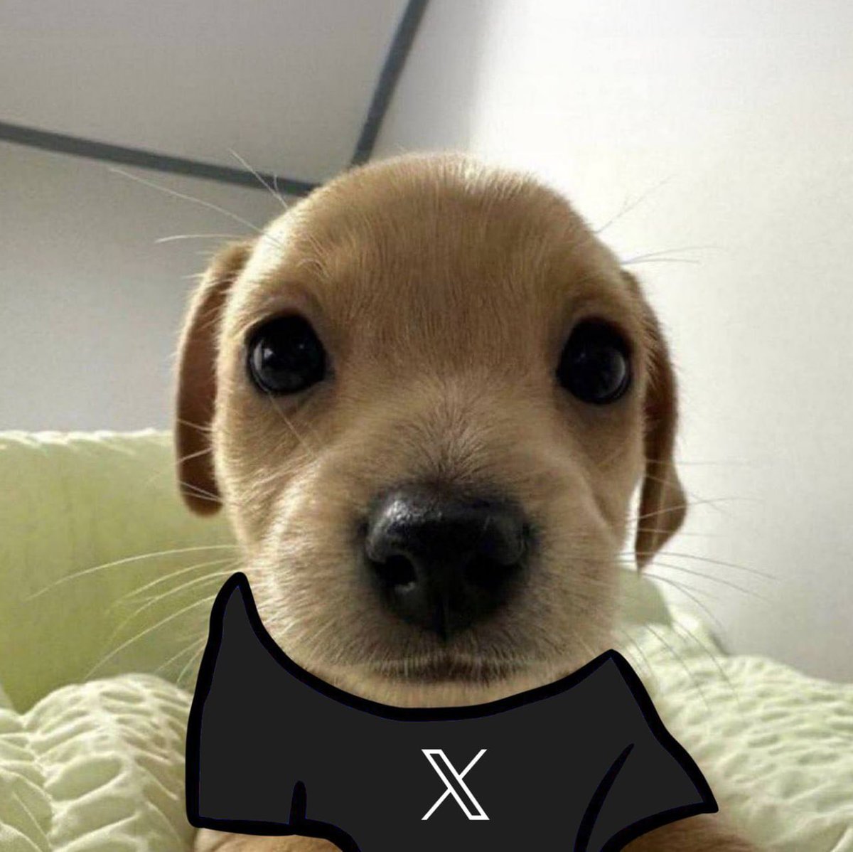 billycoin4ever's tweet photo. if you're in crypto, use x https://t.co/O5LXk4ypjZ
