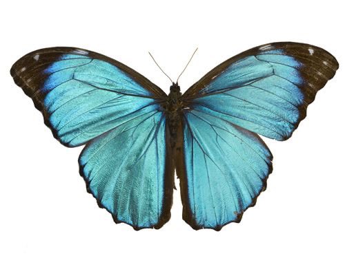 asianchloeprice's tweet photo. chloe is a morpho peleides and max is a death head moth https://t.co/bKKKZjkzmk