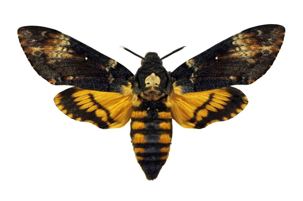 asianchloeprice's tweet photo. chloe is a morpho peleides and max is a death head moth https://t.co/bKKKZjkzmk