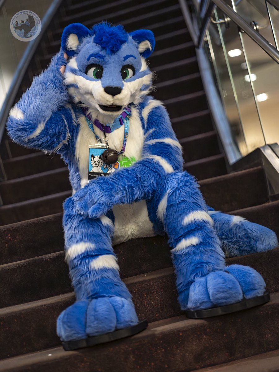 TybaricTiger's tweet photo. Oh, am I blocking the way up the stairs? My bad…still not moving tho 😼

📸: @CoastalKangaroo https://t.co/apDHBdItie