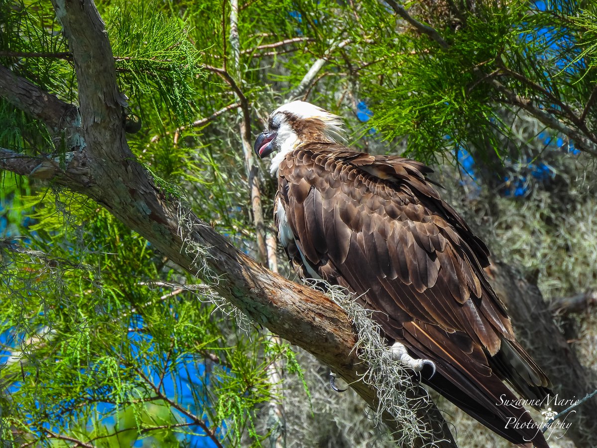 tsuzanne48's tweet photo. Osprey

#osprey #ospreys #bird #wildlifephotography #photography #photooftheday #photographer #florida #wildlifephotographer #naturephotography #animalphotography #wildlifephoto https://t.co/GQjFZYQVdt