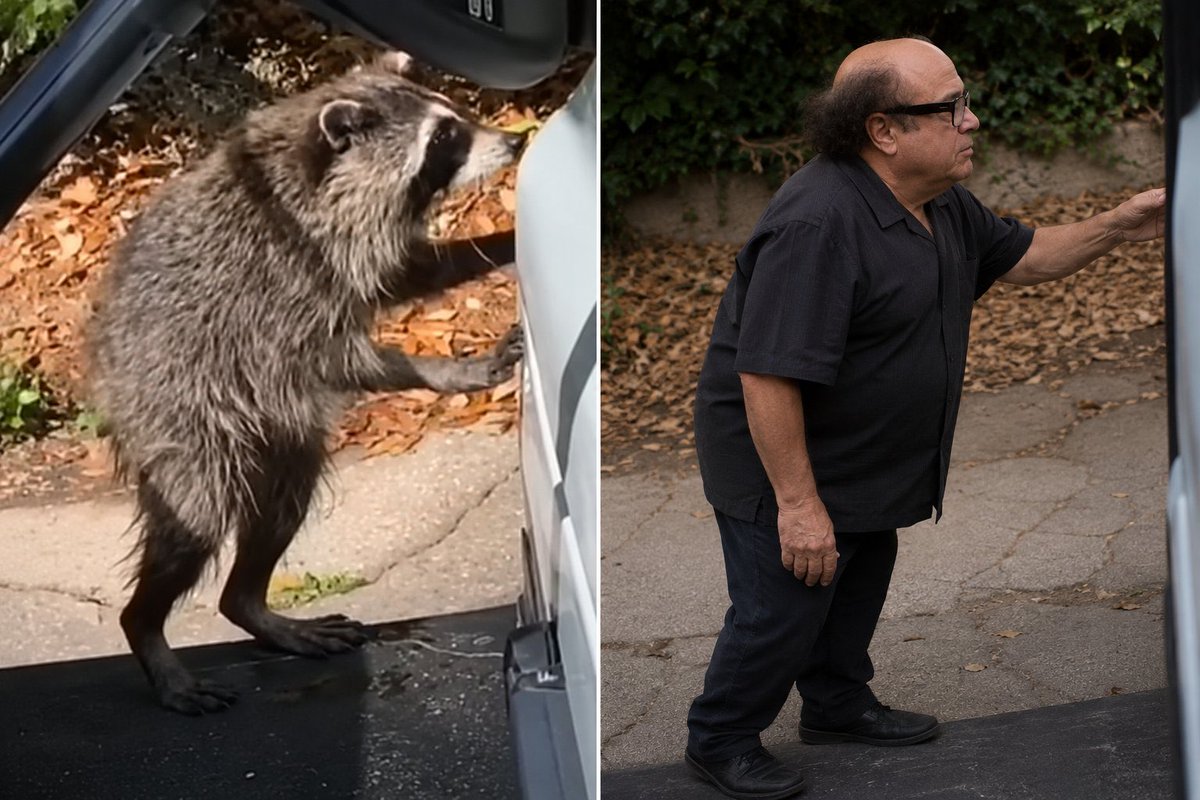 Danny The Raccoon tweet media
