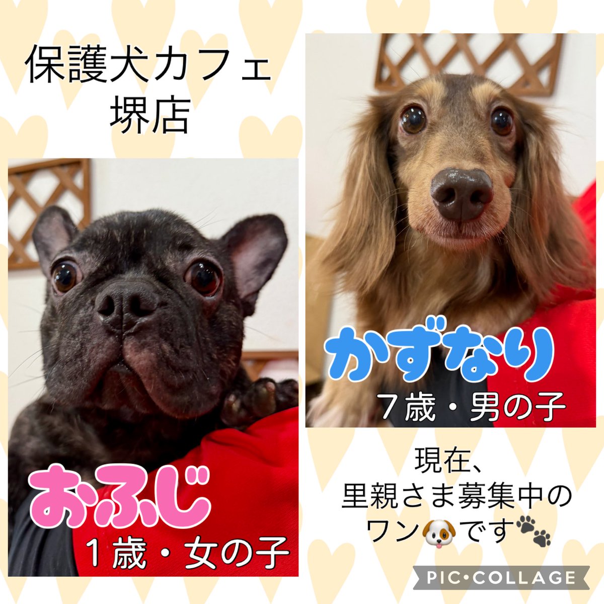 hogokensakai's tweet photo. 🐶現在の里親募集メンバーです🐶

※ふれあいの方は
土日祝日90分制
平日フリータイム制
(満席時は90分制にご協力下さい🙇🏻‍♀️)

※問い合わせはお電話でお願いします🤙

#保護犬カフェ堺店
📮大阪府堺市北区東雲東町3-6-20
🚃JR堺市駅から徒歩8分
☎️072-230-4800
⏰12時～20時
#譲渡会 #保護犬 #里親募集 https://t.co/CwEqvabfxo