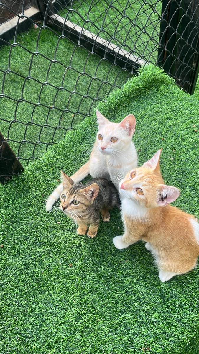 ghalaba5's tweet photo. بالله مين يخاف من دي المخلوقات🥺🥺 https://t.co/sifj4IYC0d