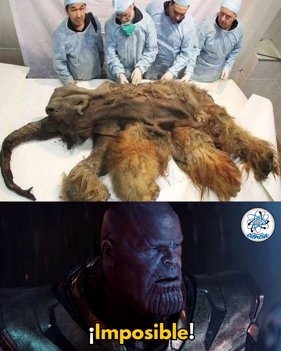 EnsedeCiencia's tweet photo. Hace unos 28,000 años, una cría de mamut lanudo llamada Yuka quedó atrapada en el hielo de la actual Siberia. Gracias al permafrost, su cuerpo se conservó de forma excepcional, con piel, pelaje e incluso tejidos blandos prácticamente intactos.

Los científicos creen que murió siendo muy joven. Aunque su cuerpo presenta marcas compatibles con herramientas de piedra, la evidencia indica que los humanos probablemente aprovecharon sus restos después de su muerte y no que la cazaran.

El hallazgo de Yuka ha permitido conocer con mayor detalle cómo vivían los mamuts lanudos y cuál pudo haber sido su relación con los primeros seres humanos.