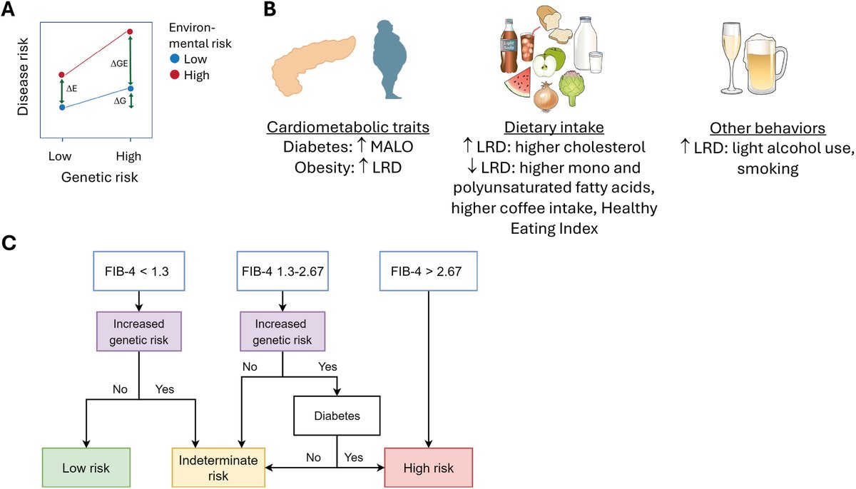 AGA_Gastro's tweet photo. 🧬 Review highlights how polygenic risk scores and key variants such as PNPLA3, TM6SF2, and HSD17B13 may improve risk stratification for fibrosis progression and cirrhosis in #MASLD and #ALD. 
🔗 https://t.co/JJh5I5f1cY https://t.co/3rRu1Mnx2M