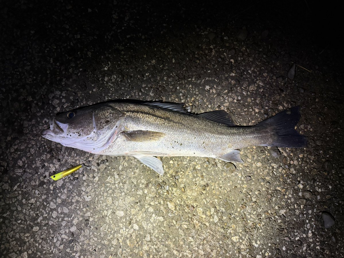 el_el_0314's tweet photo. 手首痛めてから全然釣り行けてなくて久しぶりの釣り🎣！
バーストアッパー80のストップ&amp;ゴーで2キャッチ🐟!!
水面爆発楽しい！
65cmと73cm🦀
#バーストアッパー80F
#シーバス
#オヌマン https://t.co/mGol5CxGpV