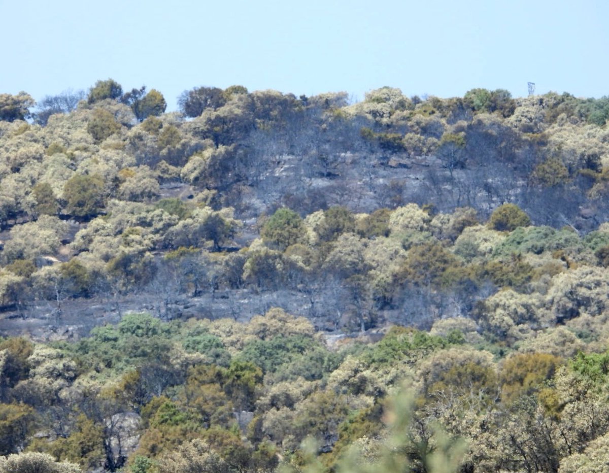 Santi_MBarajas's tweet photo. El daño ambiental que están produciendo los incendios en la Sierra Oeste de Madrid, es enorme. El fuego ha afectado a los nidos de al menos 6 parejas de Águila Imperial, así como a otras muchas especies amenazadas. Han debido morir miles de animales. Está siendo terrible. https://t.co/GVpxVtqlUx