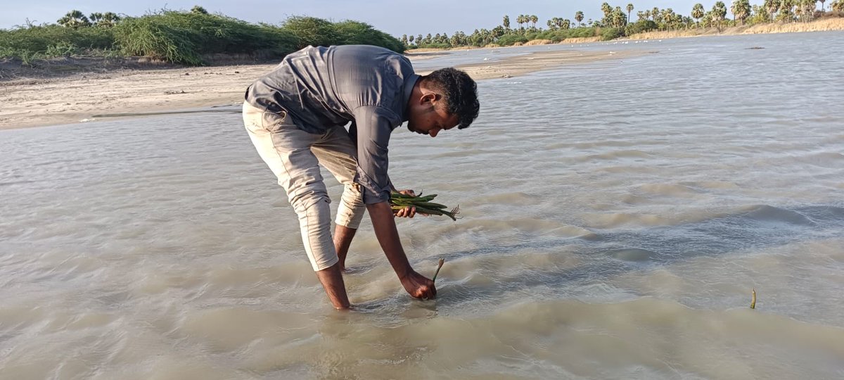 padgom2024's tweet photo. 🌿 On International Mangroves Day, PAD and community volunteers planted Rhizophora propagules in the Vembar River area, restoring mangroves that protect coastlines, support marine life, and strengthen climate resilience. 🌊💚

#InternationalMangrovesDay  #SBIFoundation https://t.co/wVGxQfARoD