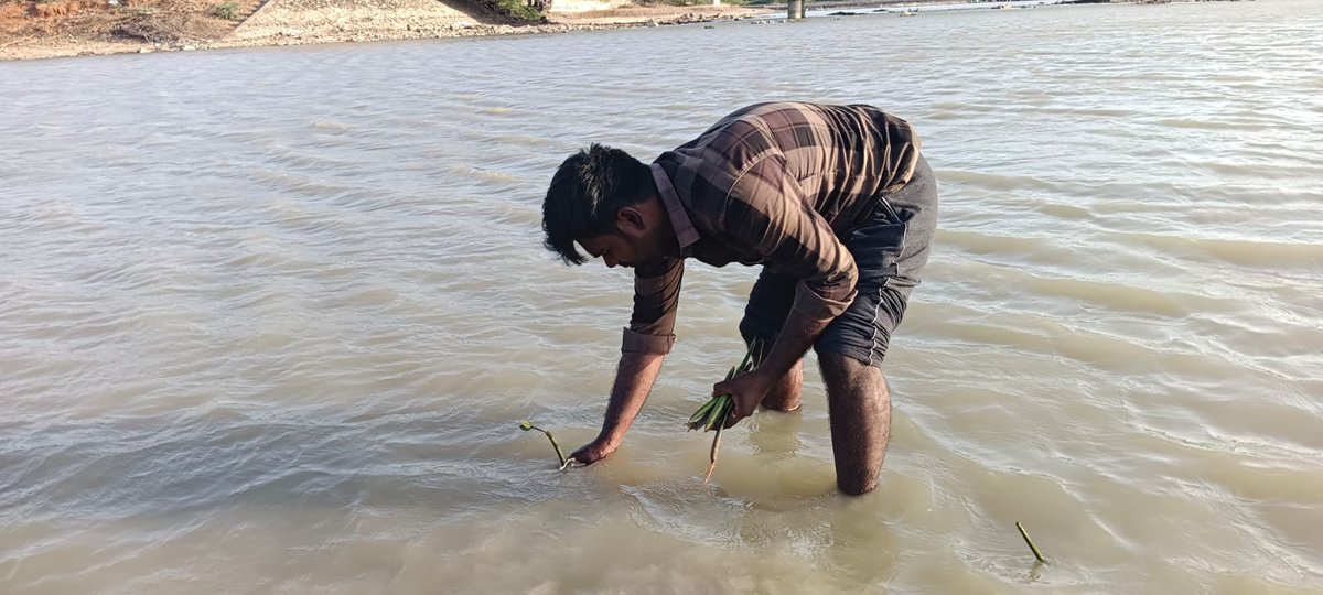 padgom2024's tweet photo. 🌿 On International Mangroves Day, PAD and community volunteers planted Rhizophora propagules in the Vembar River area, restoring mangroves that protect coastlines, support marine life, and strengthen climate resilience. 🌊💚

#InternationalMangrovesDay  #SBIFoundation https://t.co/wVGxQfARoD