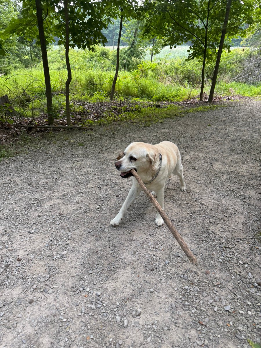 xvermonter61's tweet photo. My weight distributing skills might be slacking! 🤗 That’s what happens when you get old!🥴#DogsofTwitter #StickDog https://t.co/zHzqtgSjiv