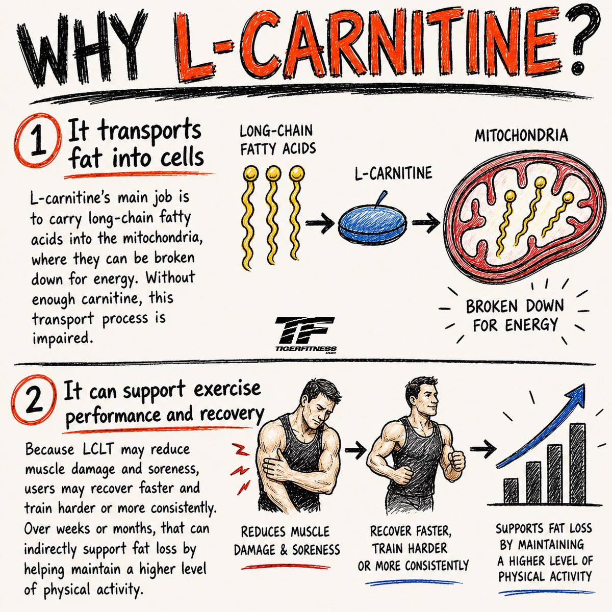 yohimbine vs l carnitine Caffeine-Yohimbine-Weight-Loss-Supplements- Metabolism-Fat-Burners Nordic Labs Yohimbine 10mg 120caps
