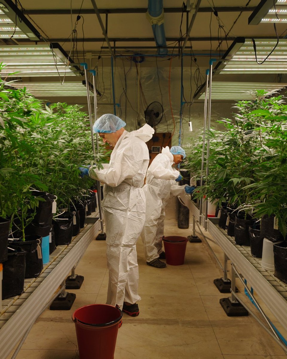 nys_cannabis's tweet photo. 🌿 Interested in a career change? 

Join the @NYSLabor's CEED team for a Cannabis Careers Webinar featuring guest speaker Brittany Carbone, tomorrow from 11AM - 12PM. 

➡️ Register today: https://t.co/Z6P87q96hW https://t.co/31oEEL4TMe