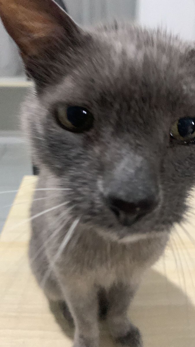 gatofofotriste's tweet photo. ganhei de presente uma blind bag de sylvanian e saiu esse gatinho cinza arrepiado que é igual ao meu gato persian https://t.co/pdRQyDCvvH
