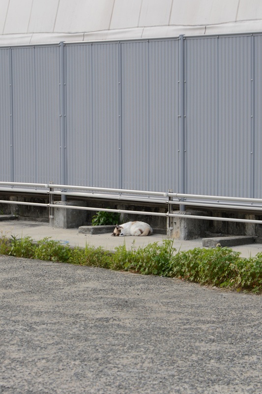 tomo_ban's tweet photo. 遠くで寝てるコ　#neko #猫 #cat https://t.co/qVPcagVtzd