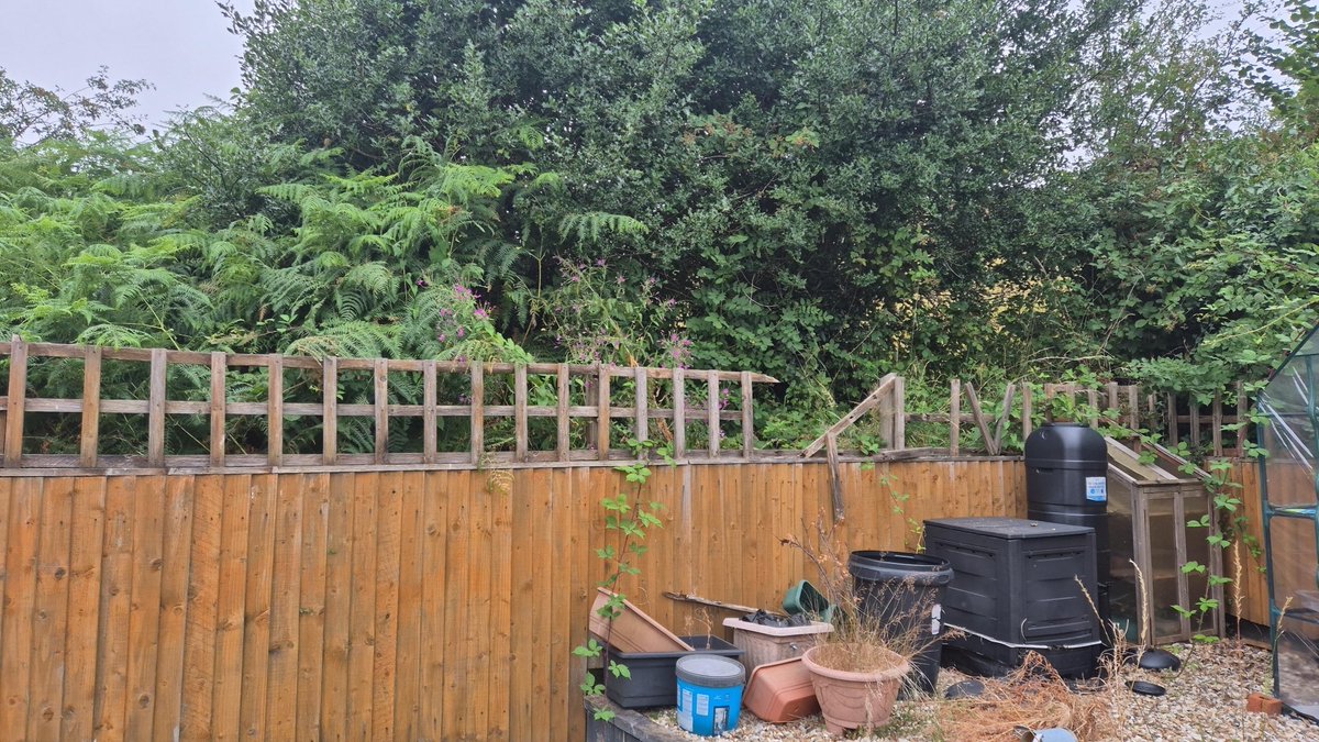 annarankin16's tweet photo. Apparently my issue has been resolved by @ValleysToCoast and the trees do not need any maintenance... brambles &amp; oak saplings would be easier to sort now, rather than in another year. The trees and land belong to V2C. The overgrowth has already caused two garages to be demolished https://t.co/9BlOjddfZP
