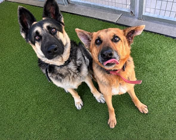 TrinaK9Rescue's tweet photo. 📷📷 RUKIA & BANKAI HAVE BEEN ADOPTED! 📷📷
For those who remember Rukia and Bankai, these incredibly bonded seniors were dumped by their owner at the Fort Worth shelter in Texas. 📷 They were confused, heartbroken and scheduled to be euthanized—but their story changed the moment Trina & Friends stepped up to save them. 📷
Rukia was suffering from severe ear infections that had been left untreated for years. Both dogs went to Family Pet Care, where they received the medical care, comfort and kindness they desperately needed. 📷📷
They eventually made their way to Tannersville, New York, where Alexandra opened her home and heart to foster them. 📷📷
Now, less than a week later, we are overjoyed to announce that Rukia and Bankai have been adopted together! 📷📷
Sarah wanted to give a bonded senior pair the loving home they deserved, and these two will now spend their golden years together in beautiful New Hampshire. 📷📷📷
They will never again have to worry about being abandoned, separated or unloved. From a shelter euthanasia list in Texas to a forever home together—this is the happy ending they always deserved. 📷📷
Thank you to every single person who helped save them, treated them, transported them, fostered them, donated and shared their story. It truly took a village, and we could not be happier for this beautiful family. 📷📷
Happy life, sweet Rukia and Bankai! You are finally home. 📷📷📷📷
#RukiaAndBankai #AdoptedTogether #BondedPair #SeniorDogs #SeniorDogsRock #HappyEnding #ForeverHome #AdoptDontShop #RescueDogs #RescueSavesLives #FortWorthShelterDogs #TexasToNewHampshire #TrinaAndFriendsK9Rescue #ItTakesAVillage #FosterSavesLives #HappyTails