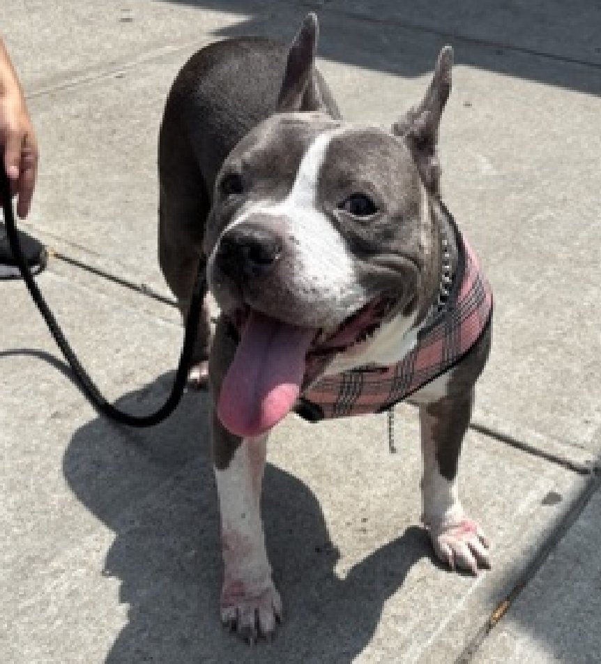 TAV4NYCACCDogs's tweet photo. Meet Queen Bee🐝
New Dog on the Block 
https://t.co/kwYmq9w32p 
Rescue Only 
Foster Me 
Pledge 4 Rescue 
  
Fear, did you know NYCACC Kills for it? 
Left when she arrived, she felt safe &amp; happy 
Right, after her family left her 

Sore feet &amp; needs TLC 
A calm place to be a Diva https://t.co/pmiU4IwwYD