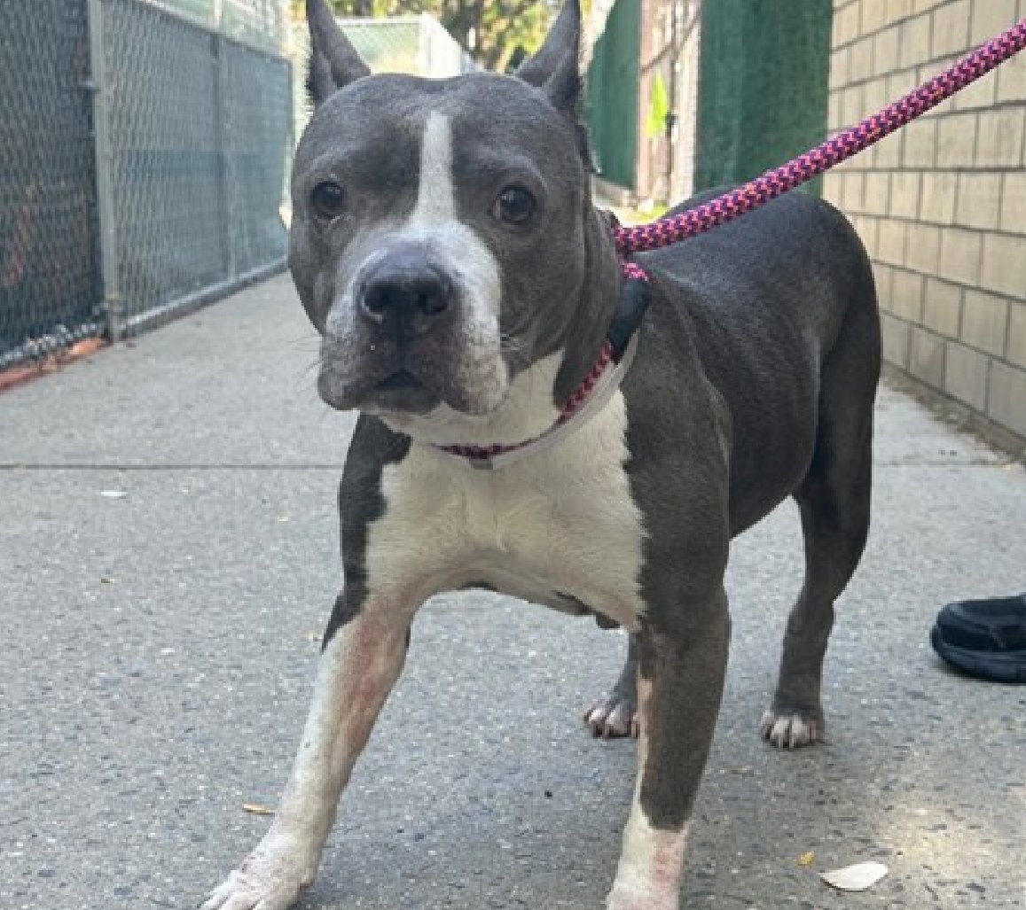 TAV4NYCACCDogs's tweet photo. Meet Queen Bee🐝
New Dog on the Block 
https://t.co/kwYmq9w32p 
Rescue Only 
Foster Me 
Pledge 4 Rescue 
  
Fear, did you know NYCACC Kills for it? 
Left when she arrived, she felt safe &amp; happy 
Right, after her family left her 

Sore feet &amp; needs TLC 
A calm place to be a Diva https://t.co/pmiU4IwwYD
