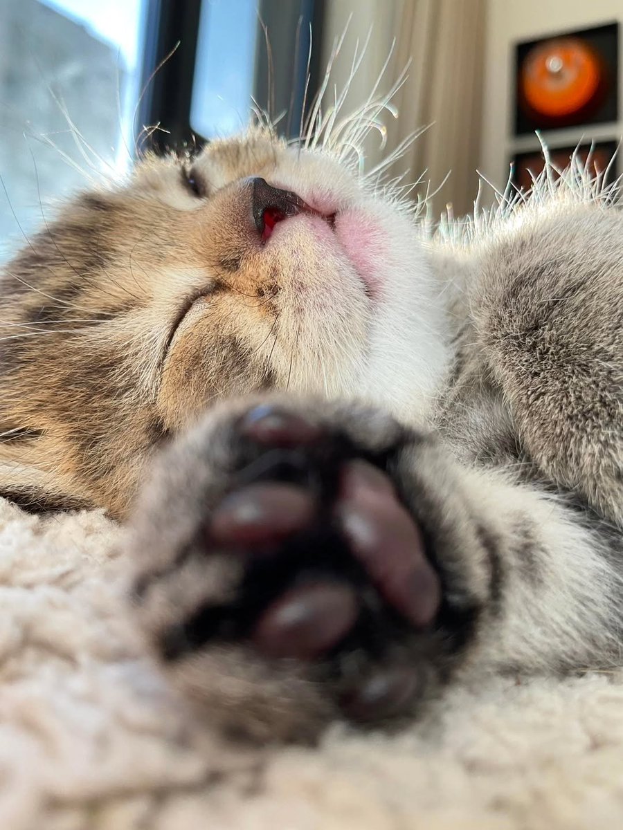 smol silly cat tweet media