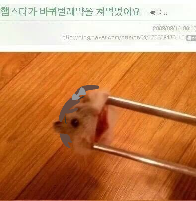 mm79703's tweet photo. @nyanyadere 아 진짜 너무 웃겨서 머리만 붙임요ㅠ이러고 잇으면 옆에서 키츠네미야햄:(안먹길잘했굲ㅎ) 하고 유유히 치즈 찾으러 떠나실것같아요... https://t.co/DbGlPjWgIq