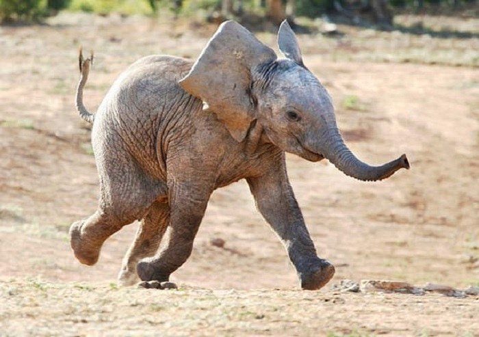 LovelyCuteDaily's tweet photo. baby elephants<3 https://t.co/MRm3jMsdF3