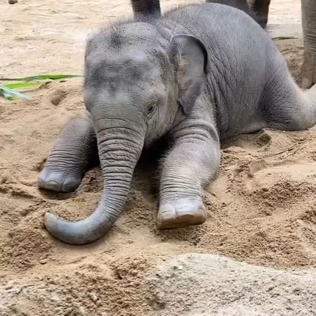 LovelyCuteDaily's tweet photo. baby elephants<3 https://t.co/MRm3jMsdF3