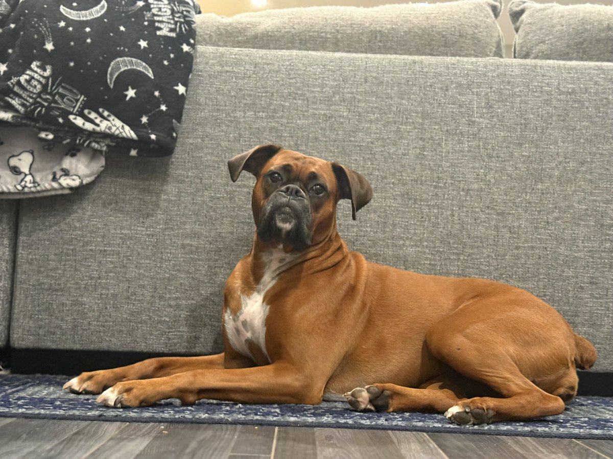 inntothenight's tweet photo. Luna’s very sad begging face 🥺
#boxerpuppy #boxerdogs #boxerlife
#boxerlovers #boxersrock #boxersoftwitter #boxerdogsoftwitter #dogsoftwitter #dogsofx https://t.co/HRDqCCz7ei