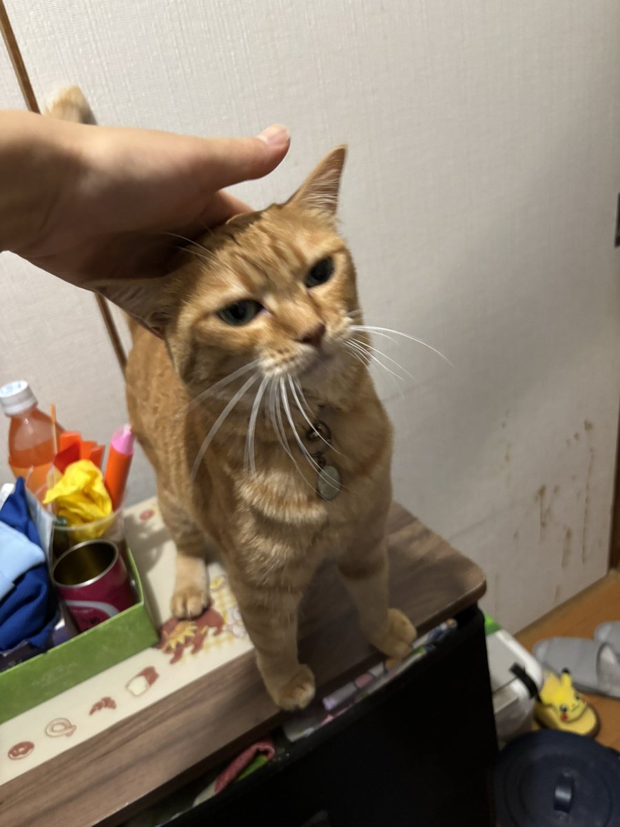 K_Hikage's tweet photo. しごおわでした！
今日も暑すぎました……ねこたちはエアコンの部屋からすぐに消えて、あっつい玄関とかで溶けているのですが、それで本当に無事でいられるんだろうか…… https://t.co/Lc8pf0HbJp