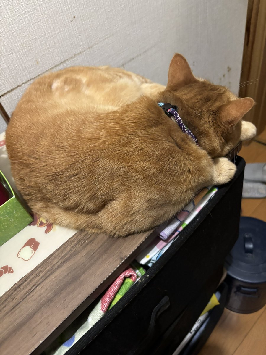 K_Hikage's tweet photo. しごおわでした！
今日も暑すぎました……ねこたちはエアコンの部屋からすぐに消えて、あっつい玄関とかで溶けているのですが、それで本当に無事でいられるんだろうか…… https://t.co/Lc8pf0HbJp