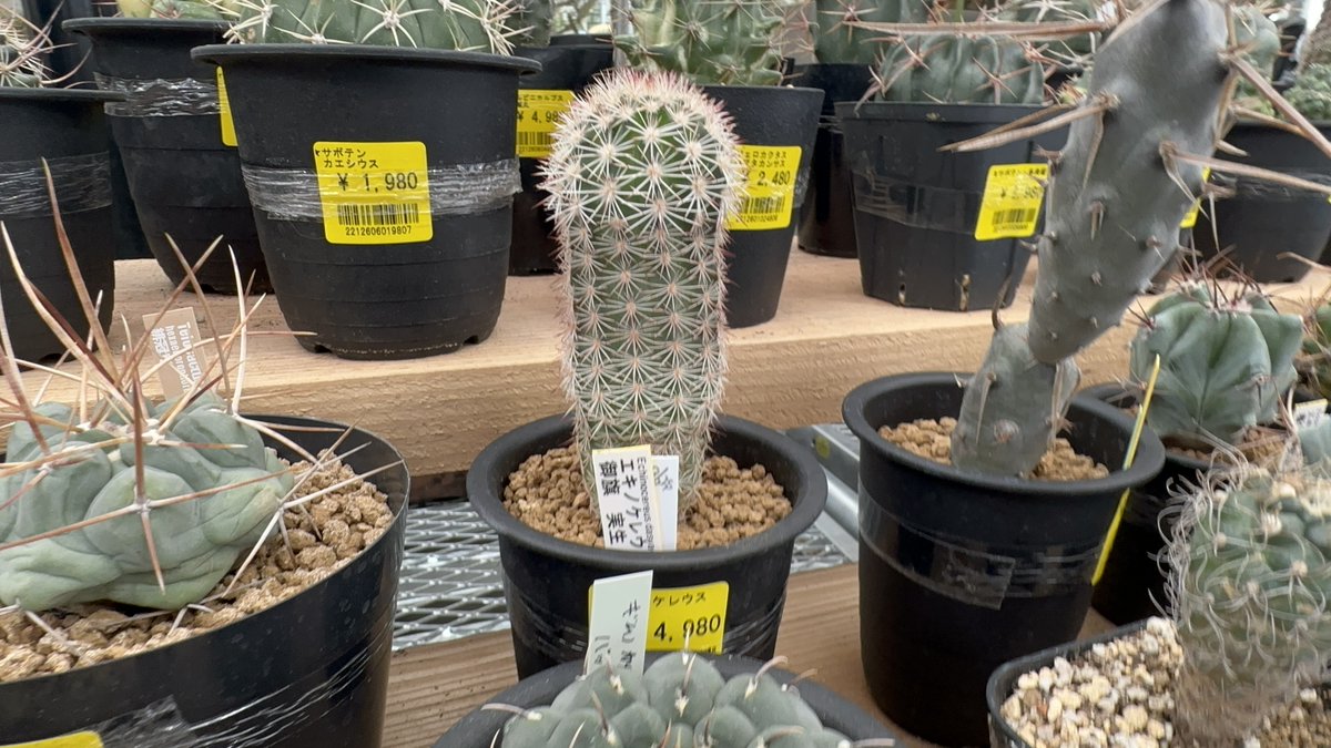 kurumihuyu963's tweet photo. 花見抜き動画のロケ地でサボテン買おうか非常に迷い……枯らせる自信しかなくて諦めたんだけどこいつが忘れられん。良い形だ。 https://t.co/yOz6VQcGc3