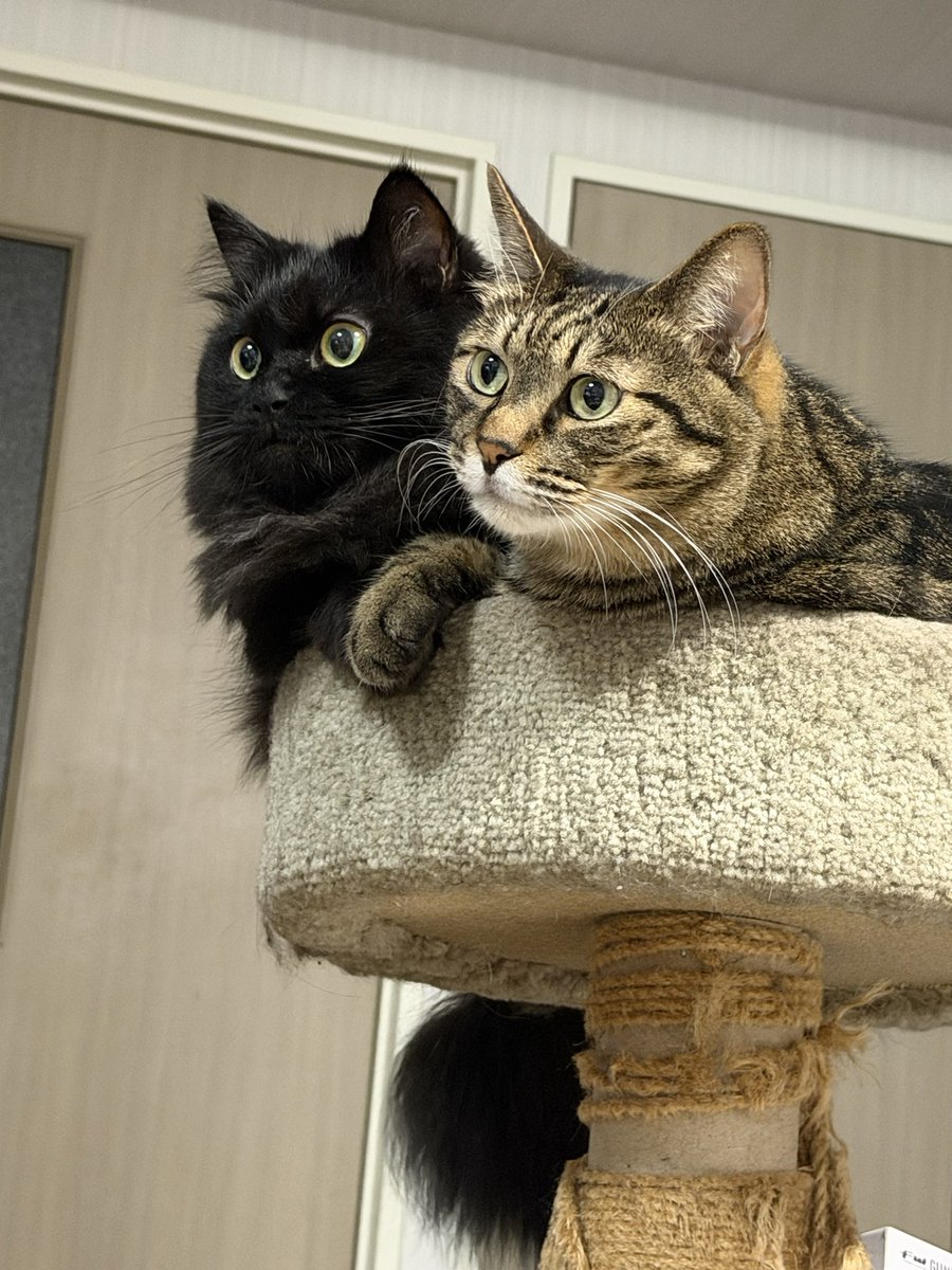 ST202_ZEON's tweet photo. 2人で乗るには旧キャットタワーの方が良いみたいです。
毎日ぎゅうぎゅうに詰まってます。 https://t.co/Zx1QYdAOfX