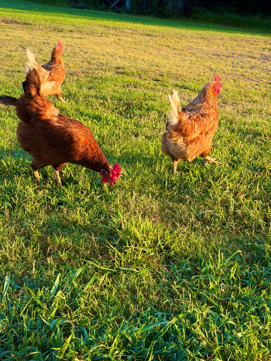 MichaelButtrey's tweet photo. I’ve finally got the predator problem under control, so it’s time to rebuild the flock.

I’ve had Rhode Island Reds, Easter Eggers, Barred Rocks, and Leghorns. I’m mainly after dependable egg production.

If you could only pick one laying breed, what would it be and why? https://t.co/5XOVon6bfG