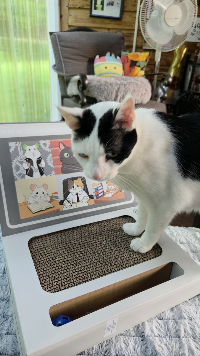 TheSprinklesCat's tweet photo. Furrends! I now have my own computer! We can do Zoomie calls! Hope mew have a purrfect #MovingMonday! #cowcat #CatsofTwitterX #AdoptDontShop #StaySafeFurrends https://t.co/QLRlcfRFAj