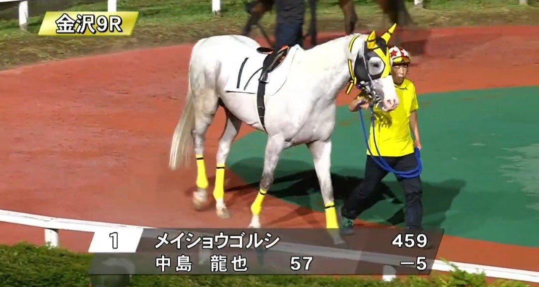 Dai31Hana's tweet photo. 金沢９R１番
メイショウゴルシくん　９着

前半すごく飛ばしたから後半はちょっと疲れちゃったかな🥲
脚元とか大丈夫ですか？
しっかり冷やしてもらってゆっくり休んでね🍀🥤
ゴルシくんお疲れ様でした🏇
#メイショウゴルシ
#ゴールドシップ産駒 https://t.co/5xcCFWhT84