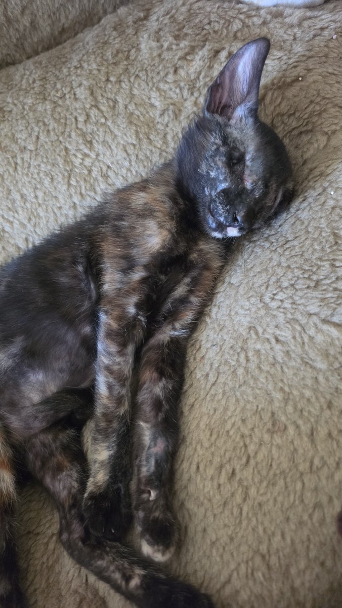 haysethecat's tweet photo. Dikişleyim alındı çuk yoyulmuşum uyuyoyum https://t.co/mzkw1YvZ8N