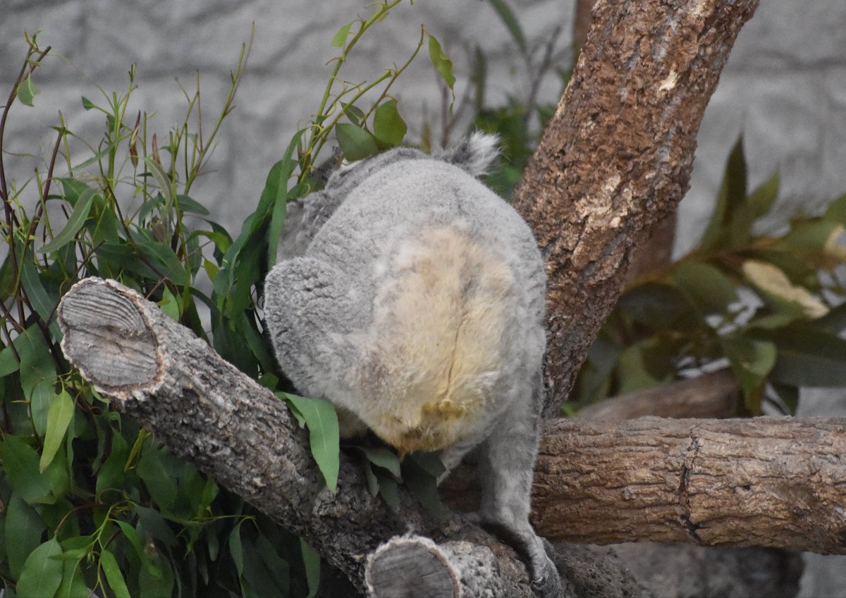 koala_totoi (@koala_totoi) / Posts / X